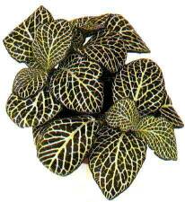 fittonia.jpg[14 кб]